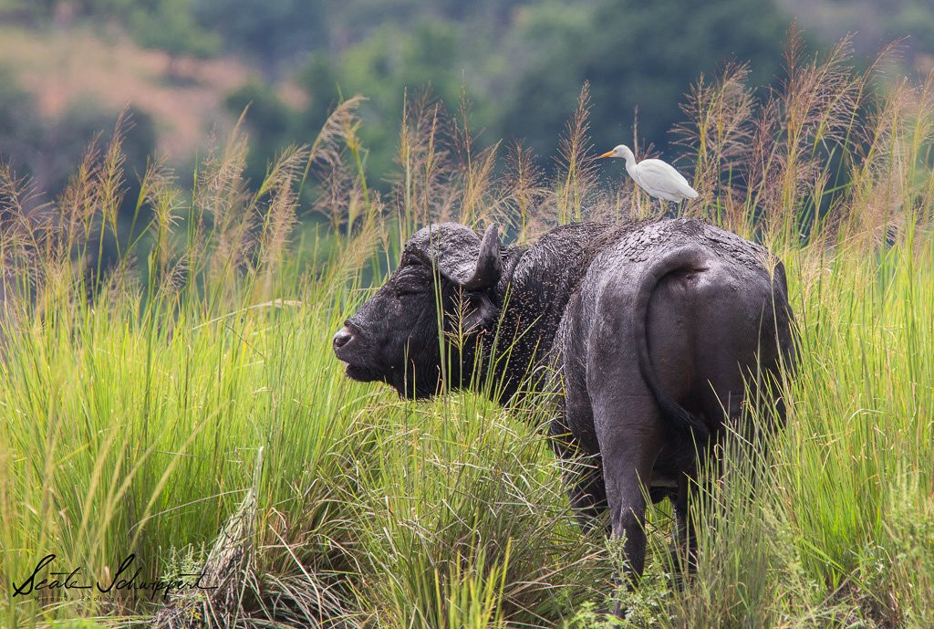Photo Club Zambezi-Katima Mulilo必去景点