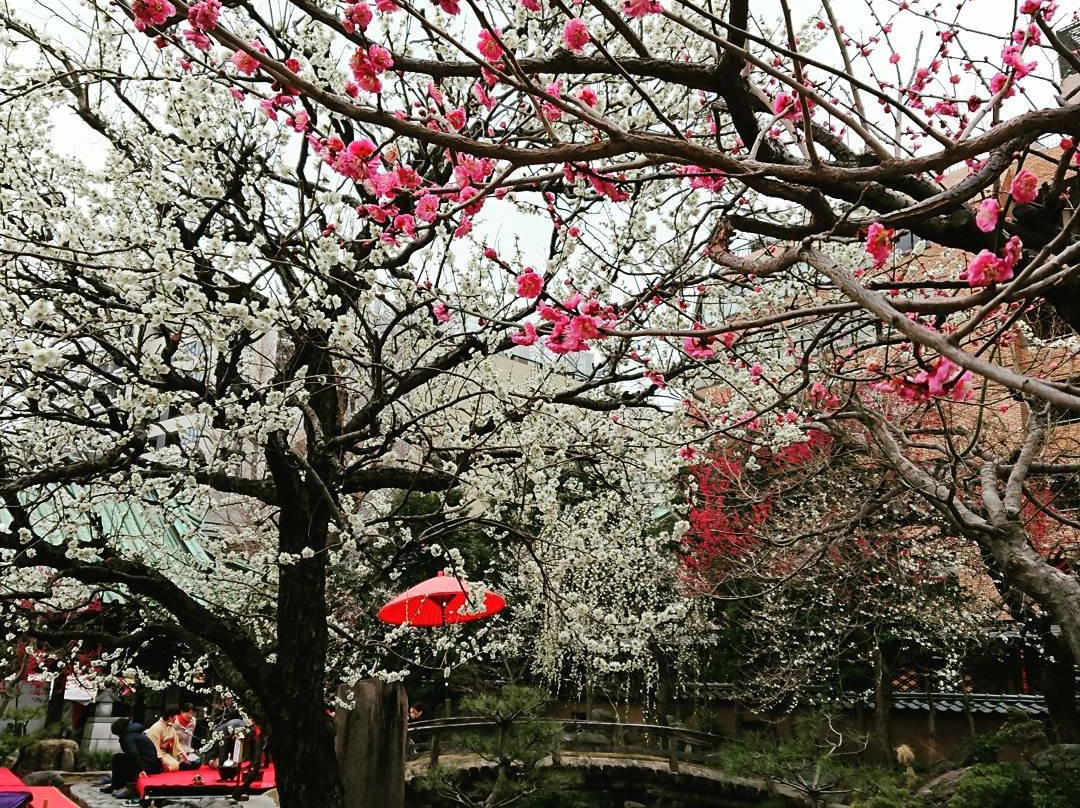Yushima Tenjin Ume Blossom Matsuri景点图片