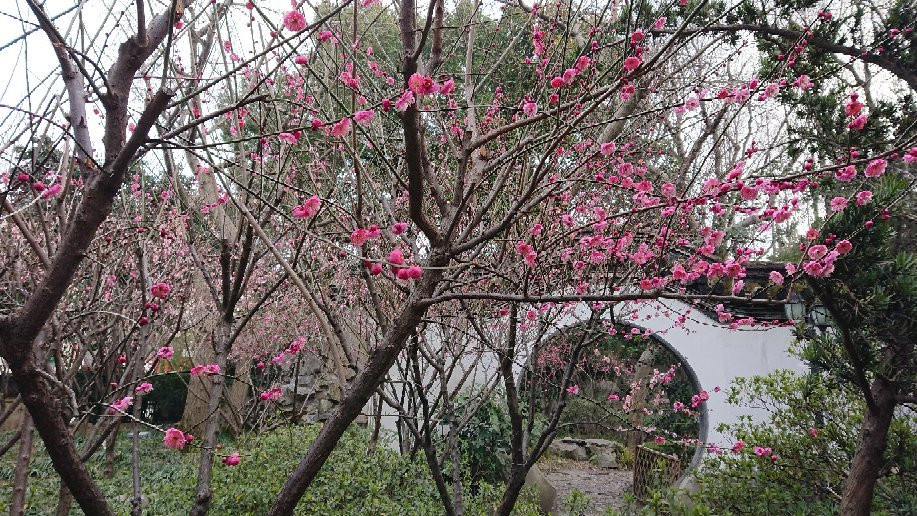 汇龙潭公园-上海市必去景点