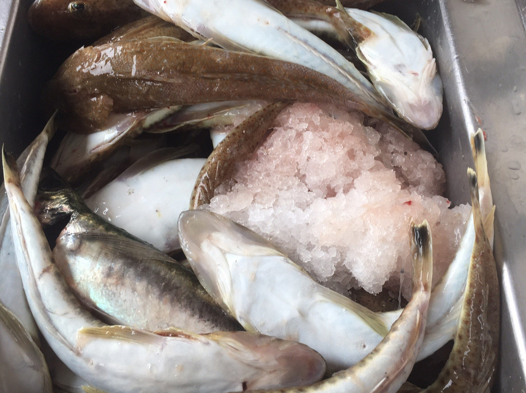 Apollo Bay Fishing & Adventure Tours景点图片