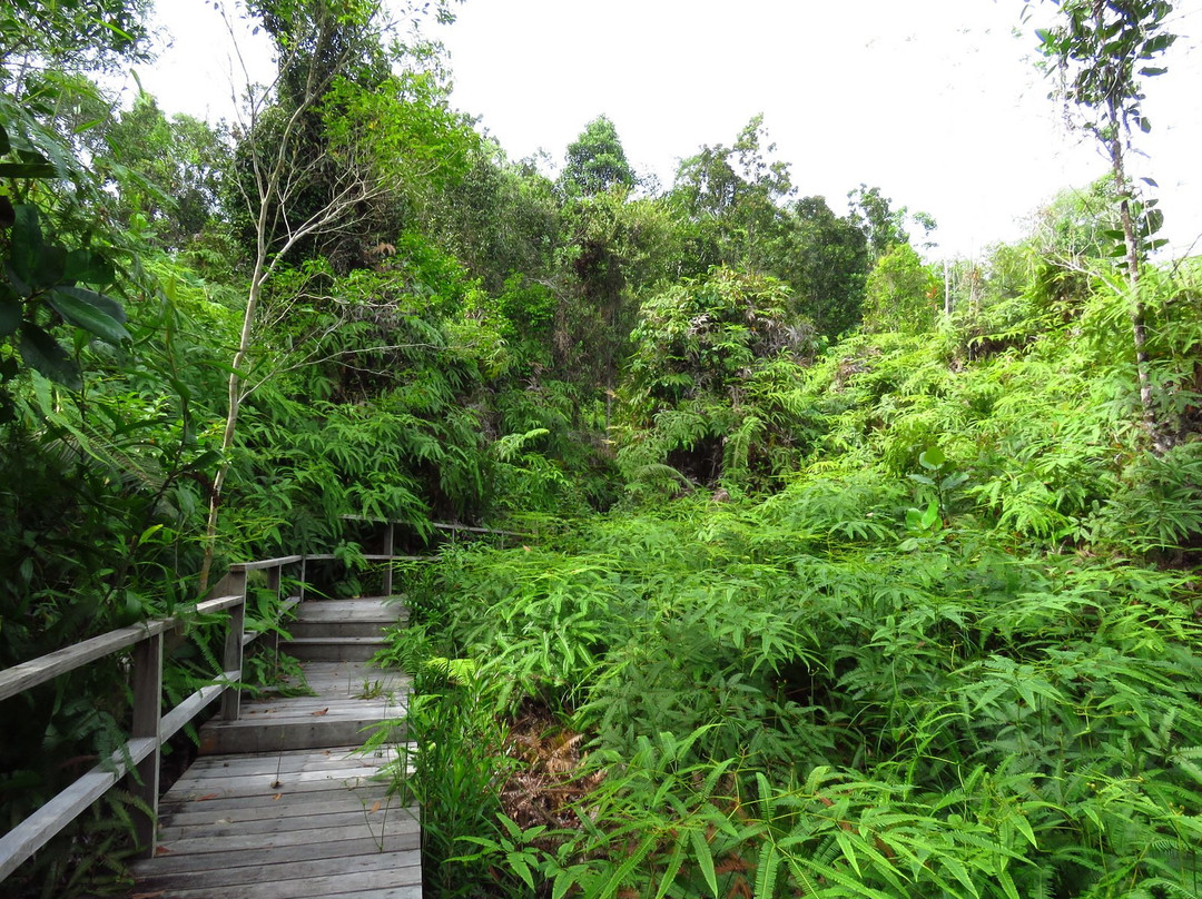 山打根热带雨林公园景点图片