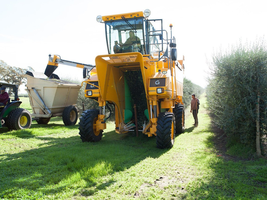 American Olive Farmer, Home of Lucero Olive Oil-Corning必去景点