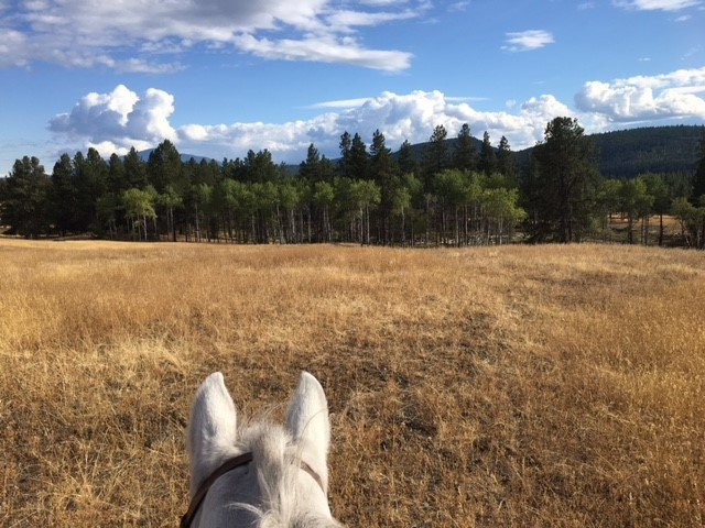 Windover Equestrian景点图片
