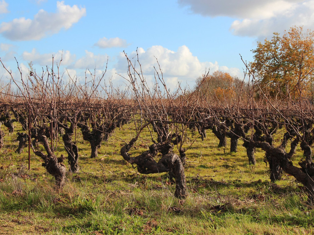 Domaine Jeremie Huchet景点图片