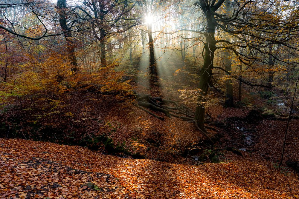 Judy Woods-Wyke必去景点