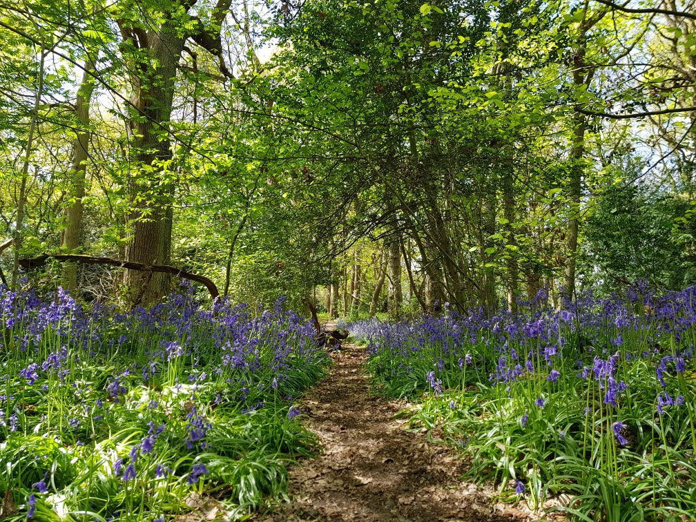 Littleheath Woods景点图片