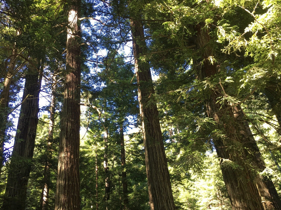 Oregon Redwood Trail-布鲁金斯必去景点