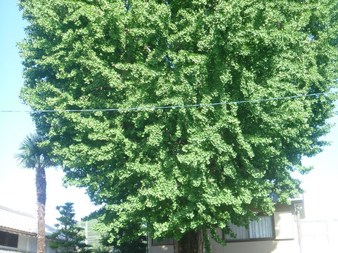 Yosen-ji Temple-野洲市必去景点