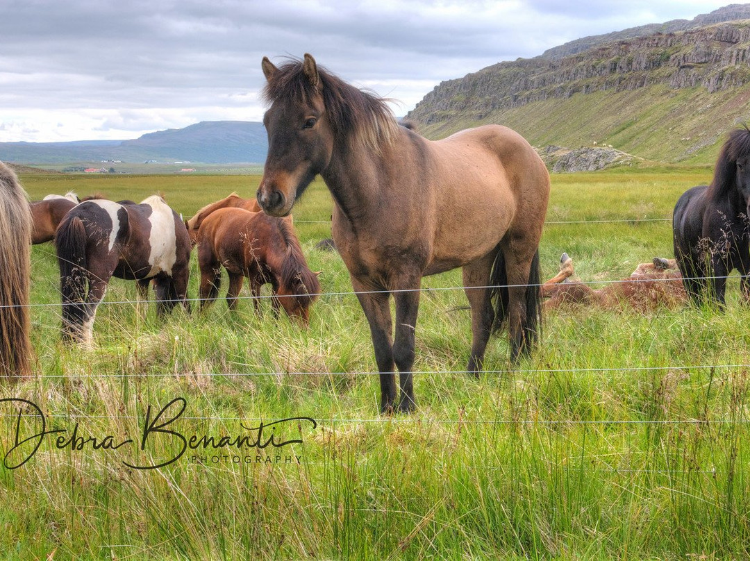 America 2 Iceland-博尔加内斯必去景点