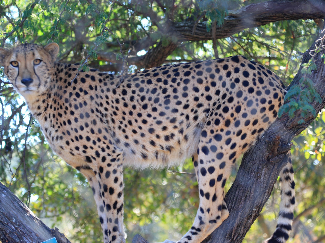 Hoedspruit Endangered Species Centre景点图片