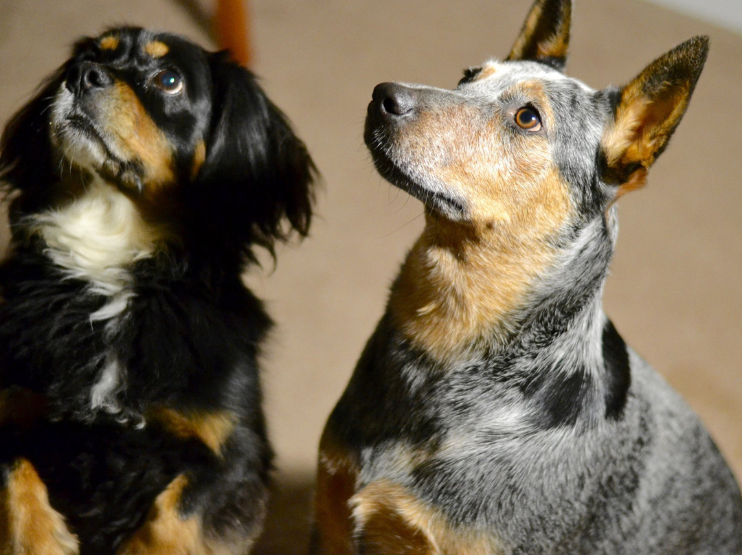 Three Dog Bakery-阿什维尔必去景点