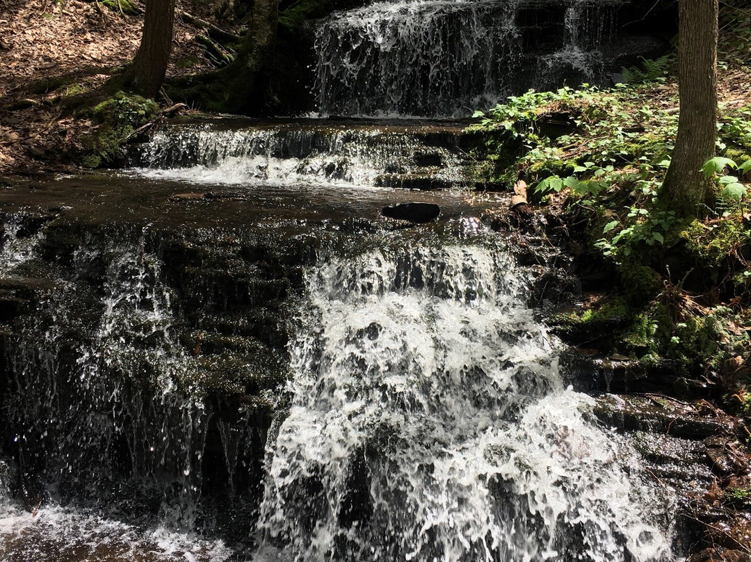 Emmons Pond Bog-Oneonta必去景点