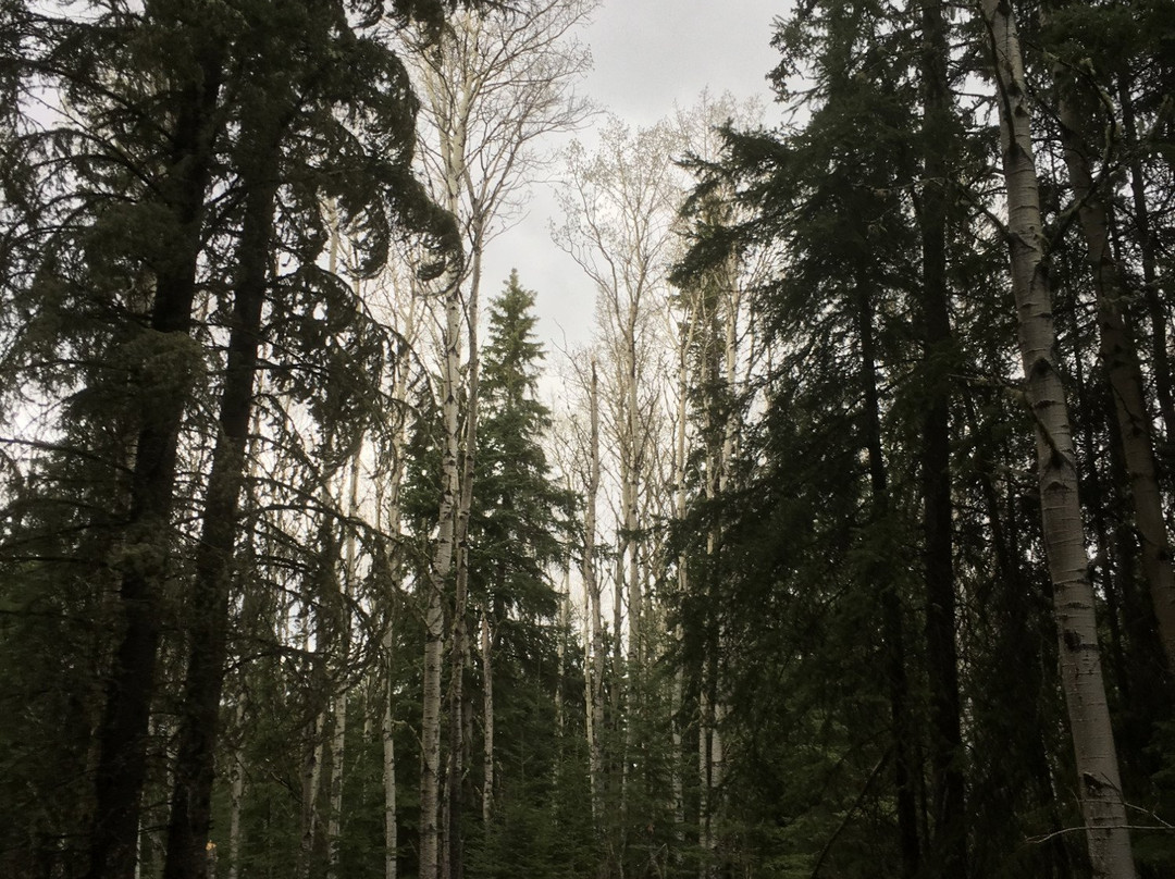 Fish Creek Community Forest-Fort St. John必去景点