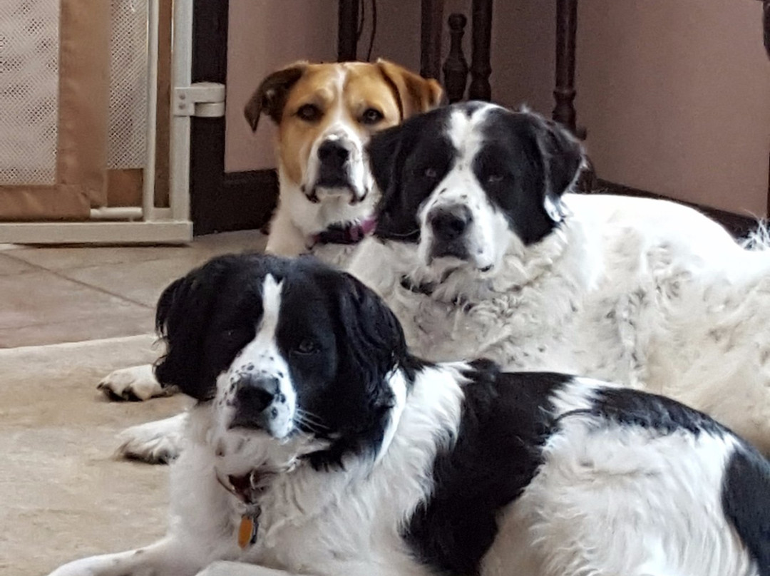 Three Dogs Villa主图