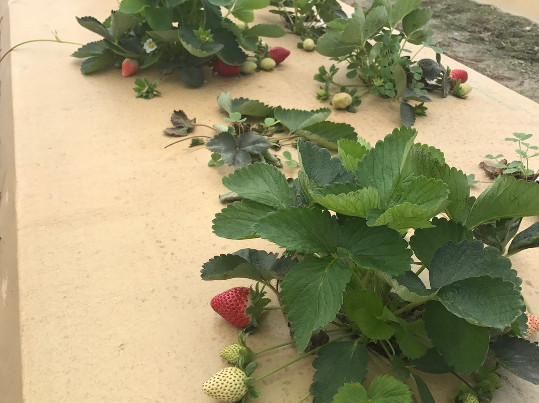 Farmer Mikes U Pick Of Bonita Springs-博尼塔斯普林斯必去景点