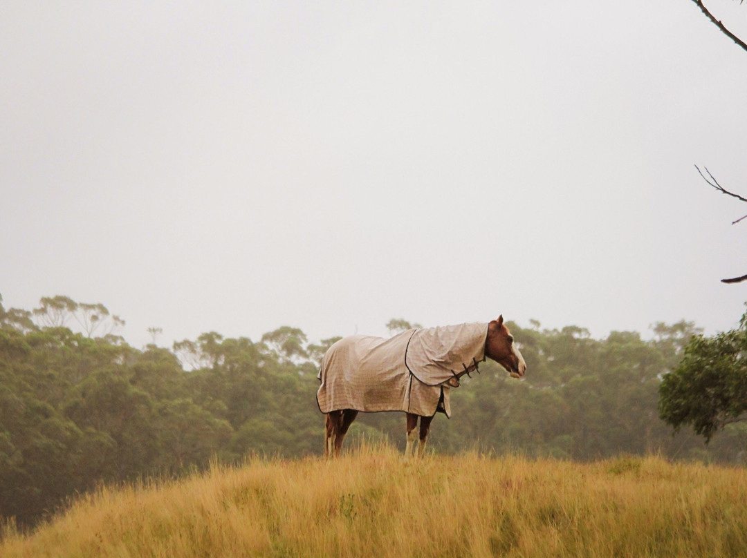 Mount Macedon Winery-马其顿必去景点