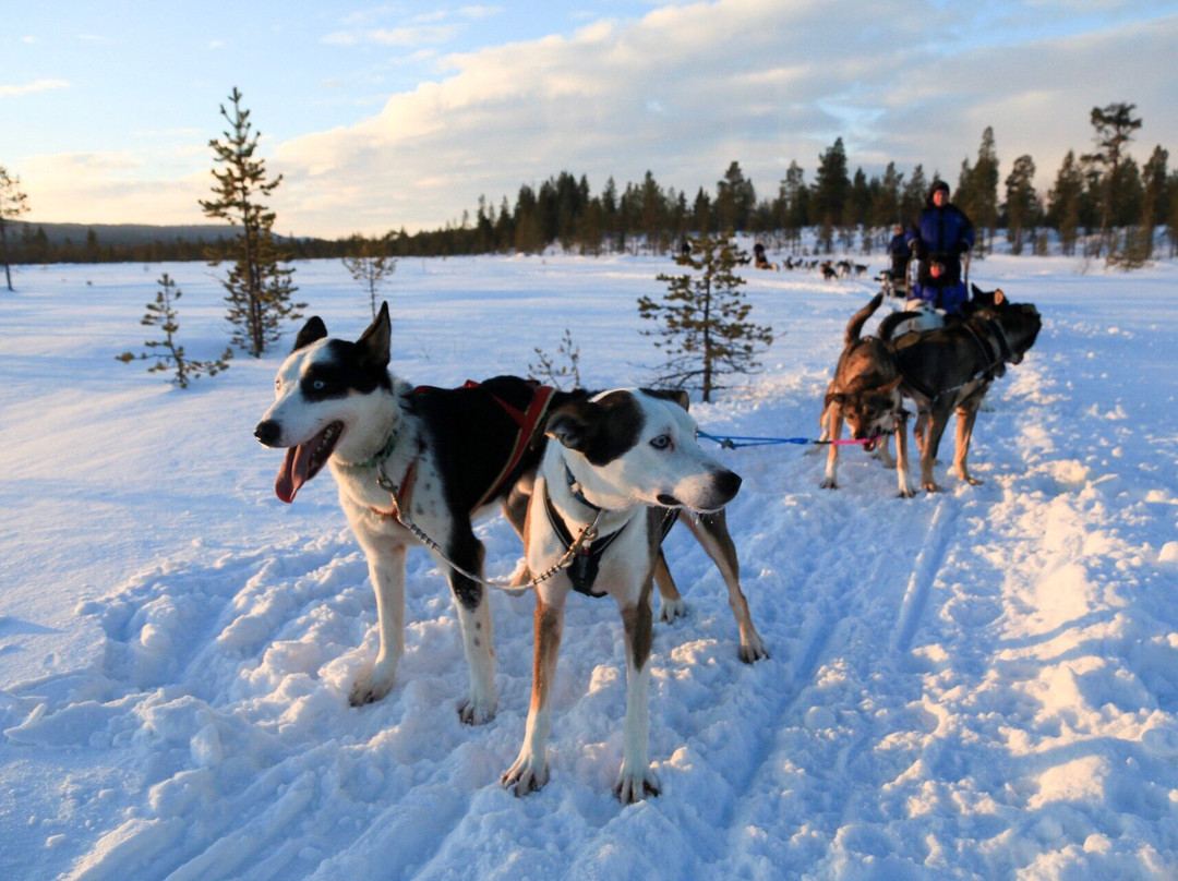 Jytky Hysky Sled Dog Camp-伊纳里必去景点