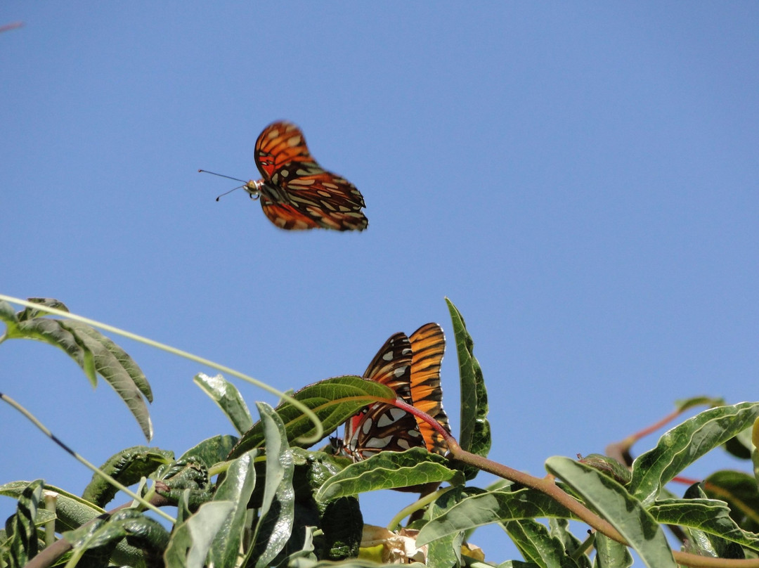 Sherwood Demonstration Garden-普莱瑟维尔必去景点