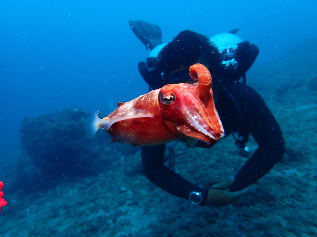 Livingseas Bali-登巴萨必去景点