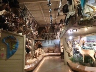 Brookshire's World of Wildlife Museum and Country Store-泰勒必去景点