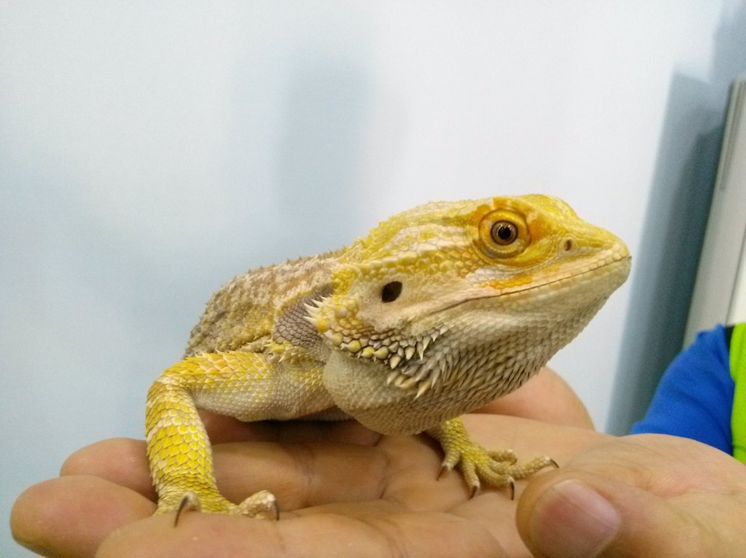 Jeonju Zoo-全州市必去景点