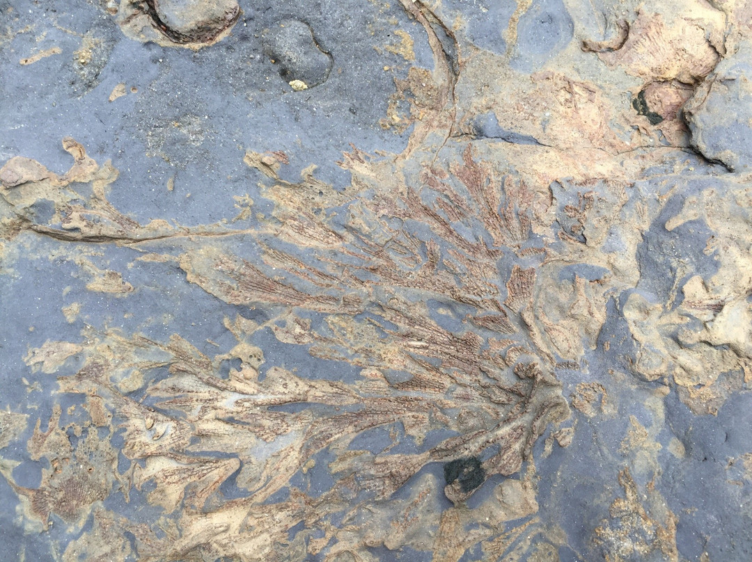 Gondwana Coast Fossil Walk景点图片