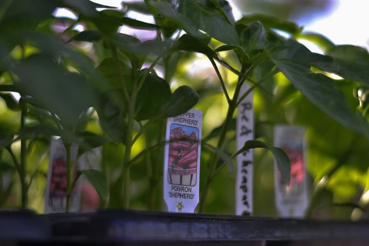 Lee and Maria's-Kingsville必去景点