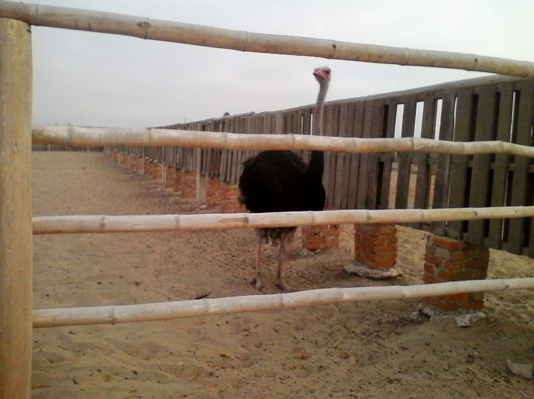 Aves Gigantes de Peru-Pimentel必去景点