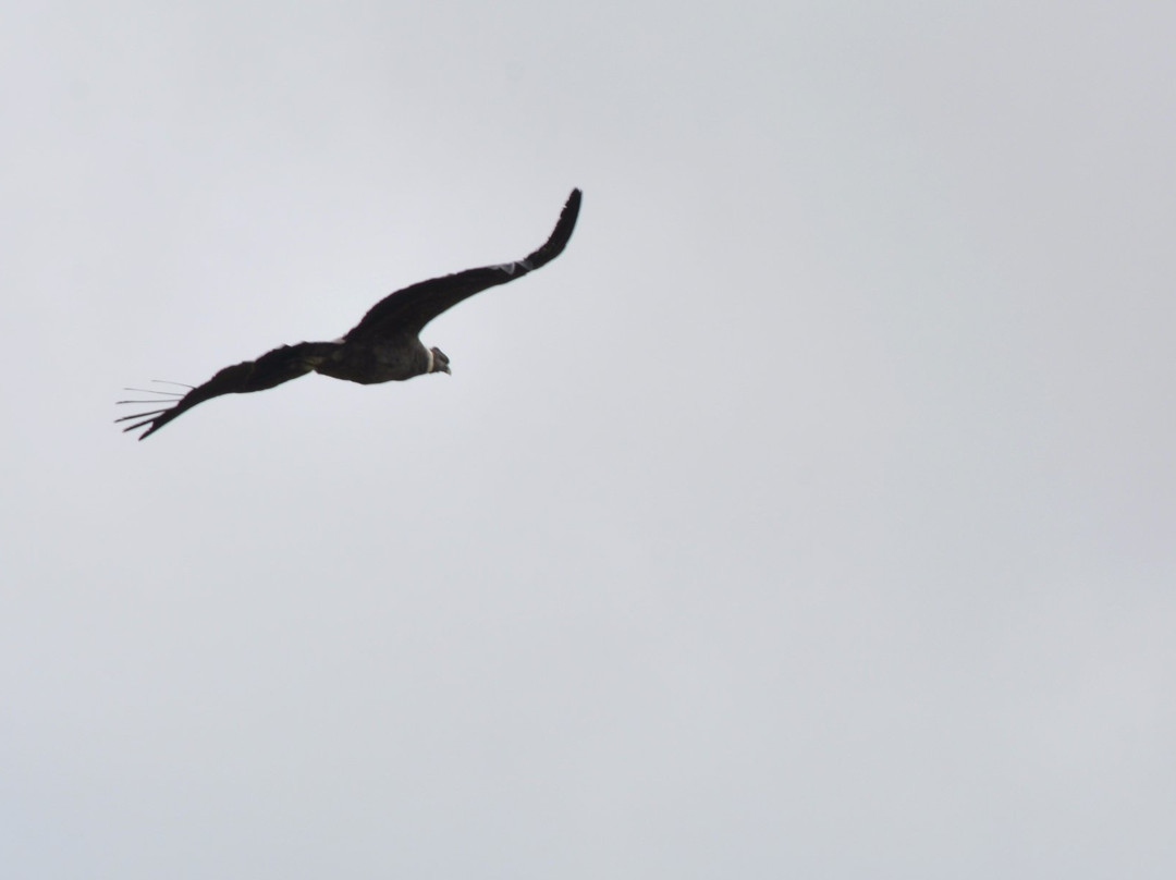 Reserva Ecologica Antisana-Cayambe必去景点