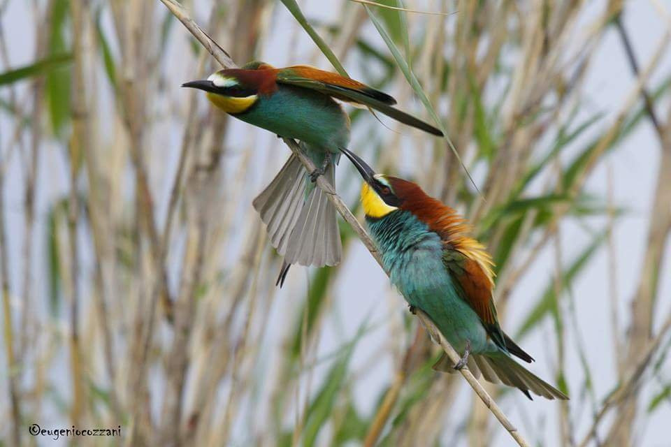 Ente Parco di Montemarcello-Magra-Province of La Spezia必去景点