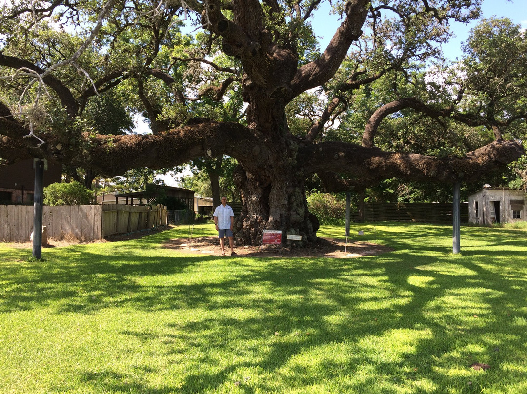 Largest Live Oak in Texas景点图片