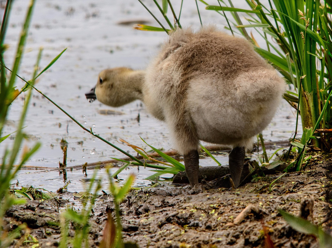 McLaughlin Bay Wildlife Reserve-奥沙瓦必去景点