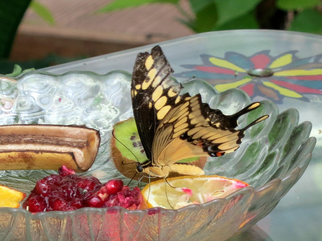 Butterfly House Elbauenpark-马格德堡必去景点