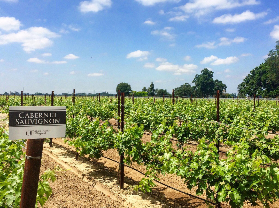 Oak Farm Vineyards-洛迪必去景点