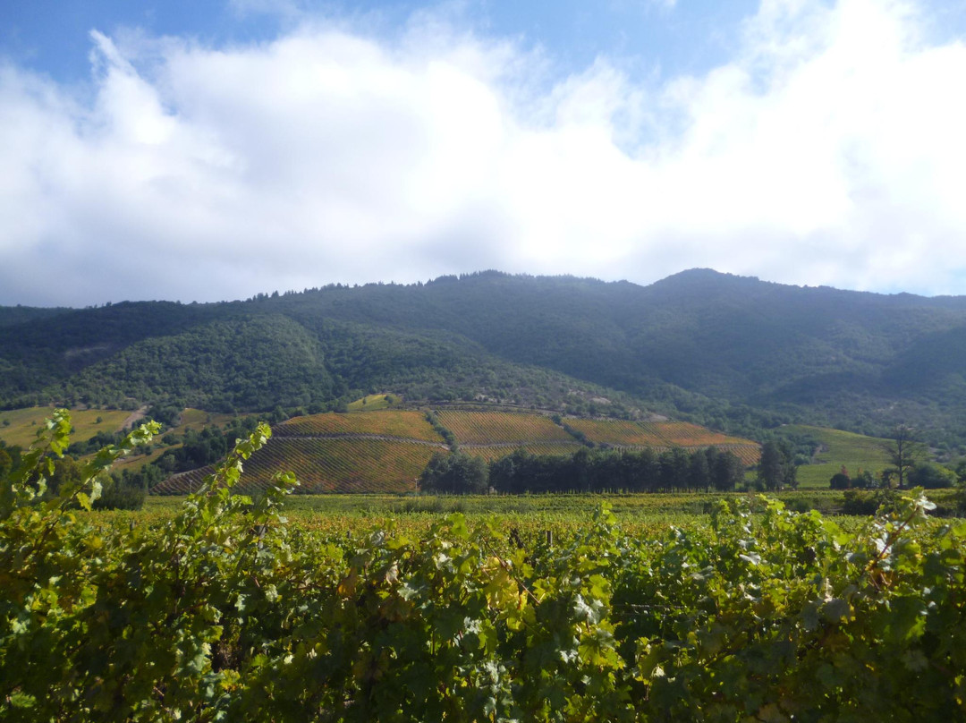 Vina Las Pitras-Curico必去景点