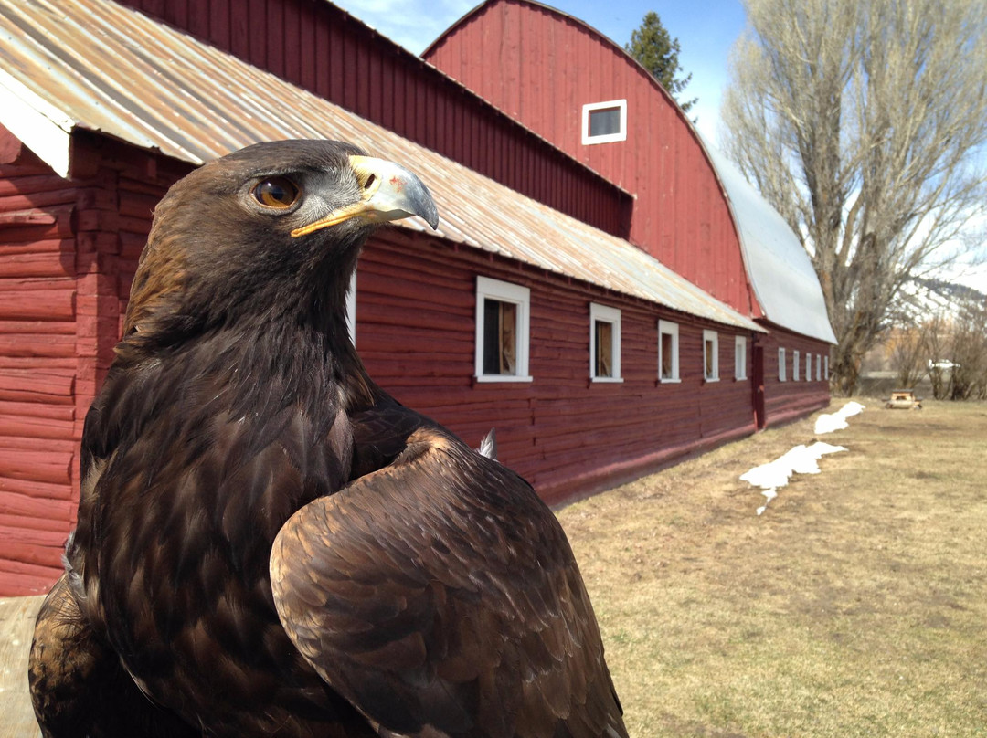 Teton Raptor Center-威尔逊必去景点