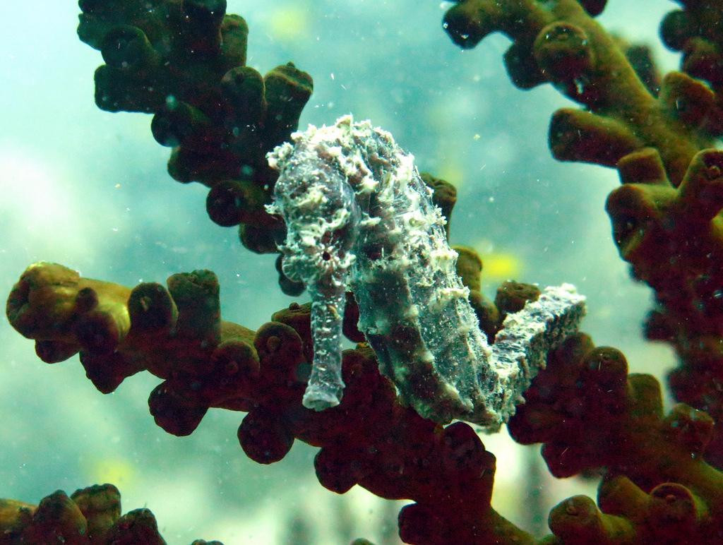 Quiver Dive Team-红土坎必去景点