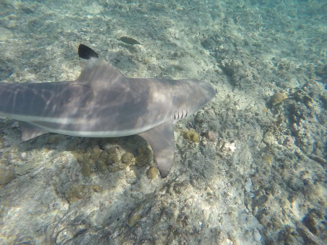 Shark Point景点图片