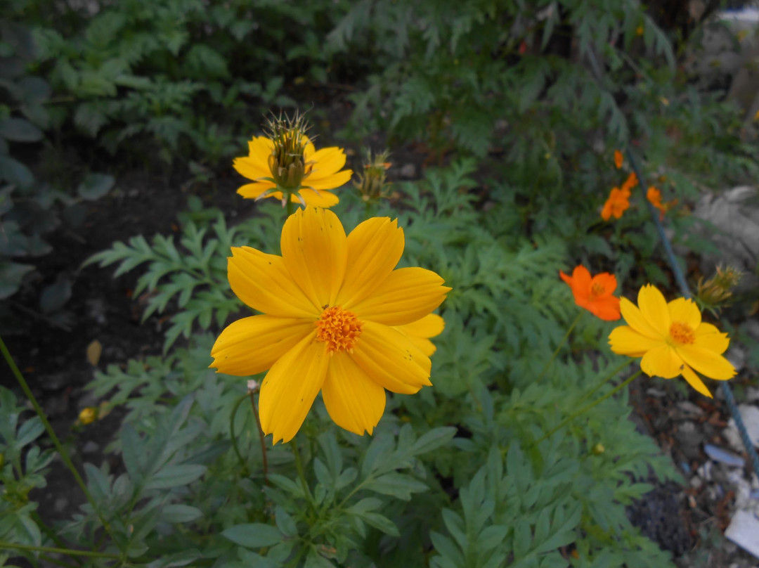 Museum of Nonthaburi-暖武里必去景点