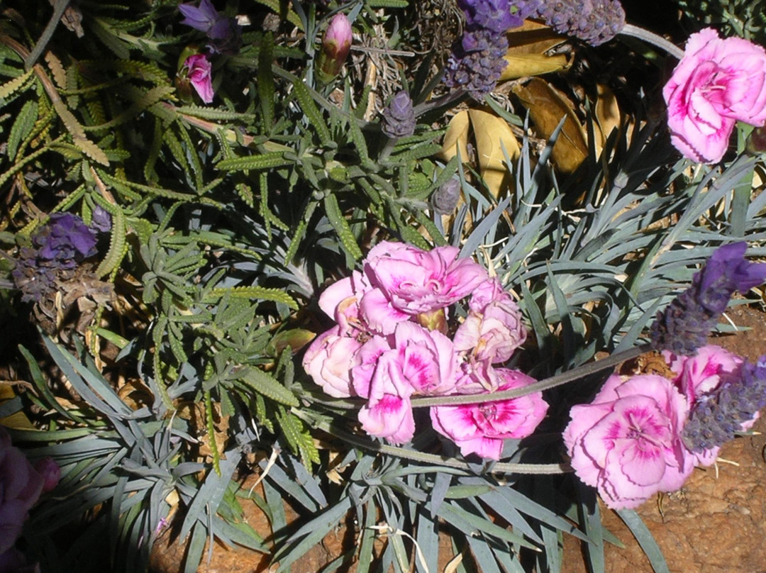 Margaret Roberts Herbal Centre-Magaliesburg必去景点