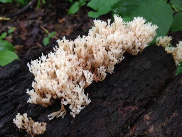 River Bend Nature Center-法里博必去景点