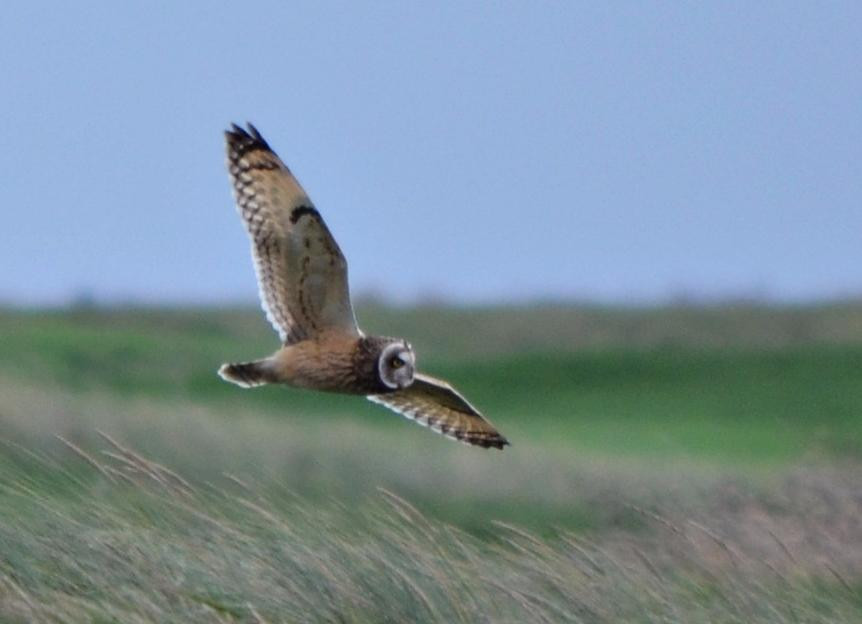 Sandwich Bay Bird Observatory-桑威治必去景点