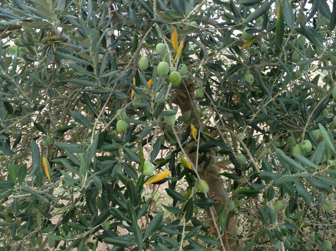 Villa degli Oleandri B&B主图