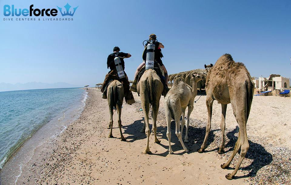 Blueforce Diving Nuweiba-努威巴必去景点