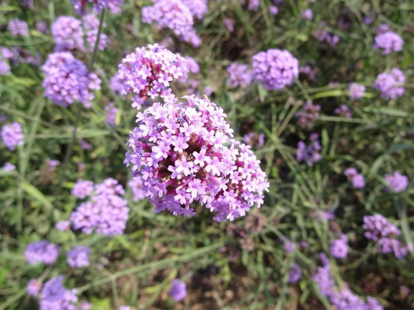 紫海香田薰衣草庄园-石家庄市必去景点