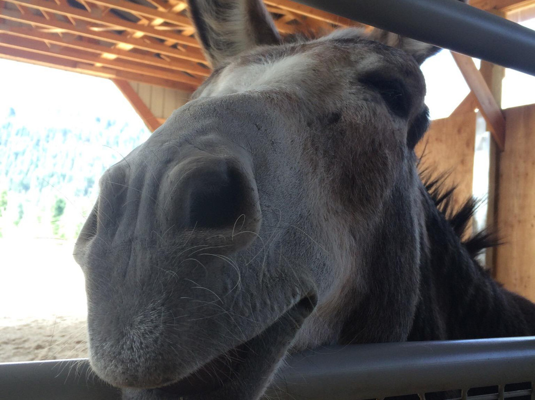 Turtle Valley Donkey Refuge-Chase必去景点