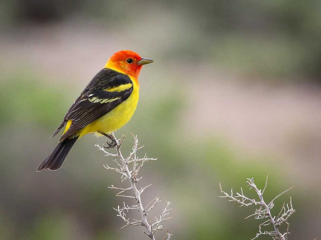 Sheldon National Wildlife Refuge-Denio必去景点
