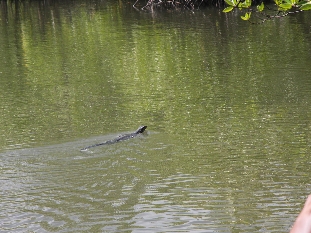 Langkawi Mangrove Tour - Day Tours景点图片