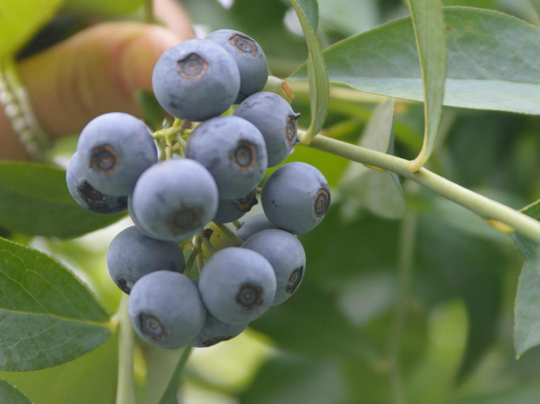 Clyde River Berry Farm景点图片