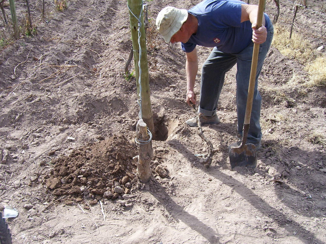 Bodega Stocco de Viani-Maipu必去景点